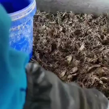 大闸蟹苗，河蟹苗，盘锦河蟹