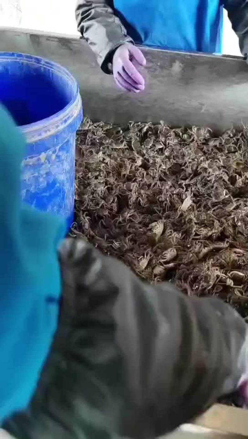 大闸蟹苗，河蟹苗，盘锦河蟹