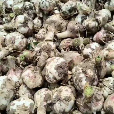 老家大蒜大量上市
