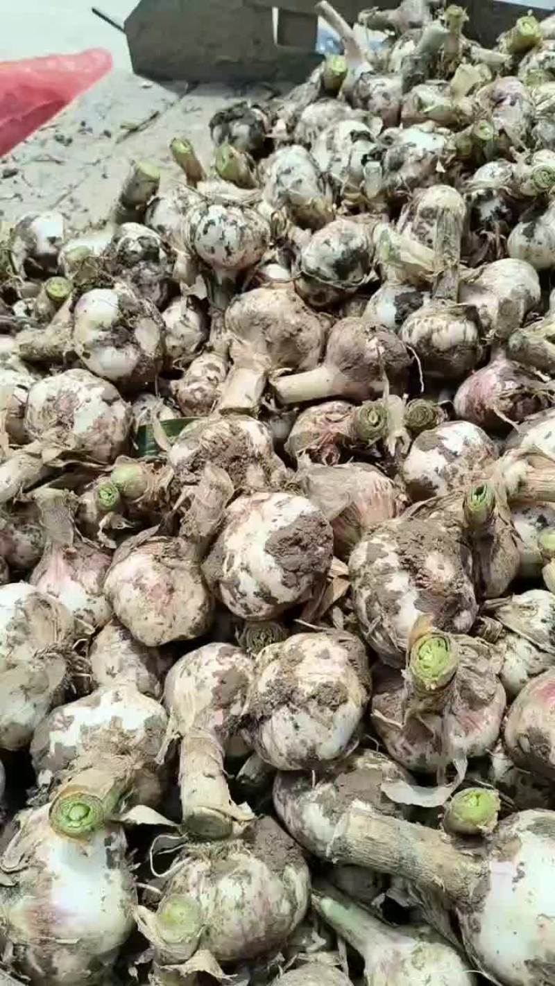 老家大蒜大量上市