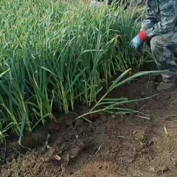 青蒜苗