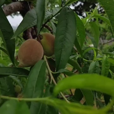 春蜜桃，突围桃，