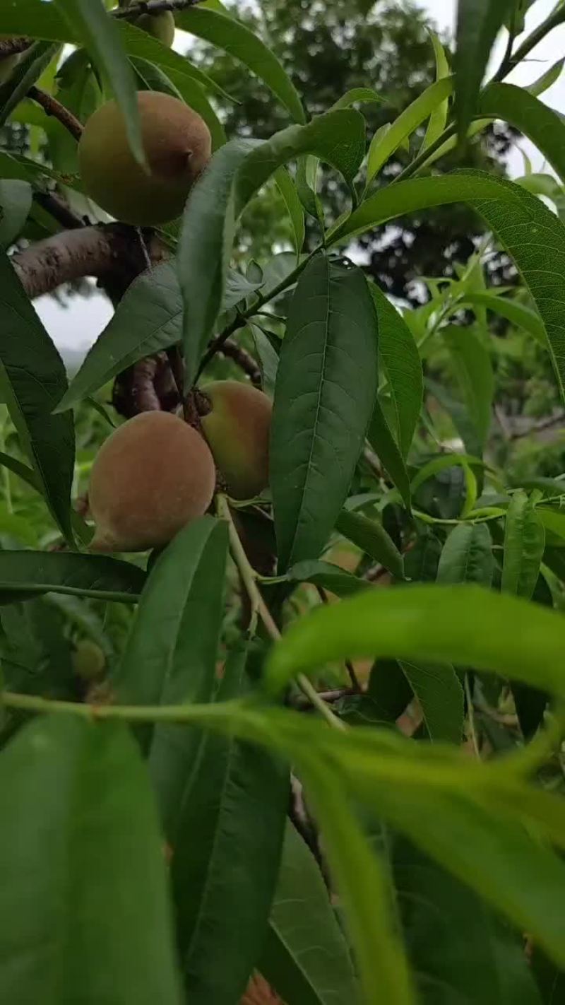 春蜜桃，突围桃，