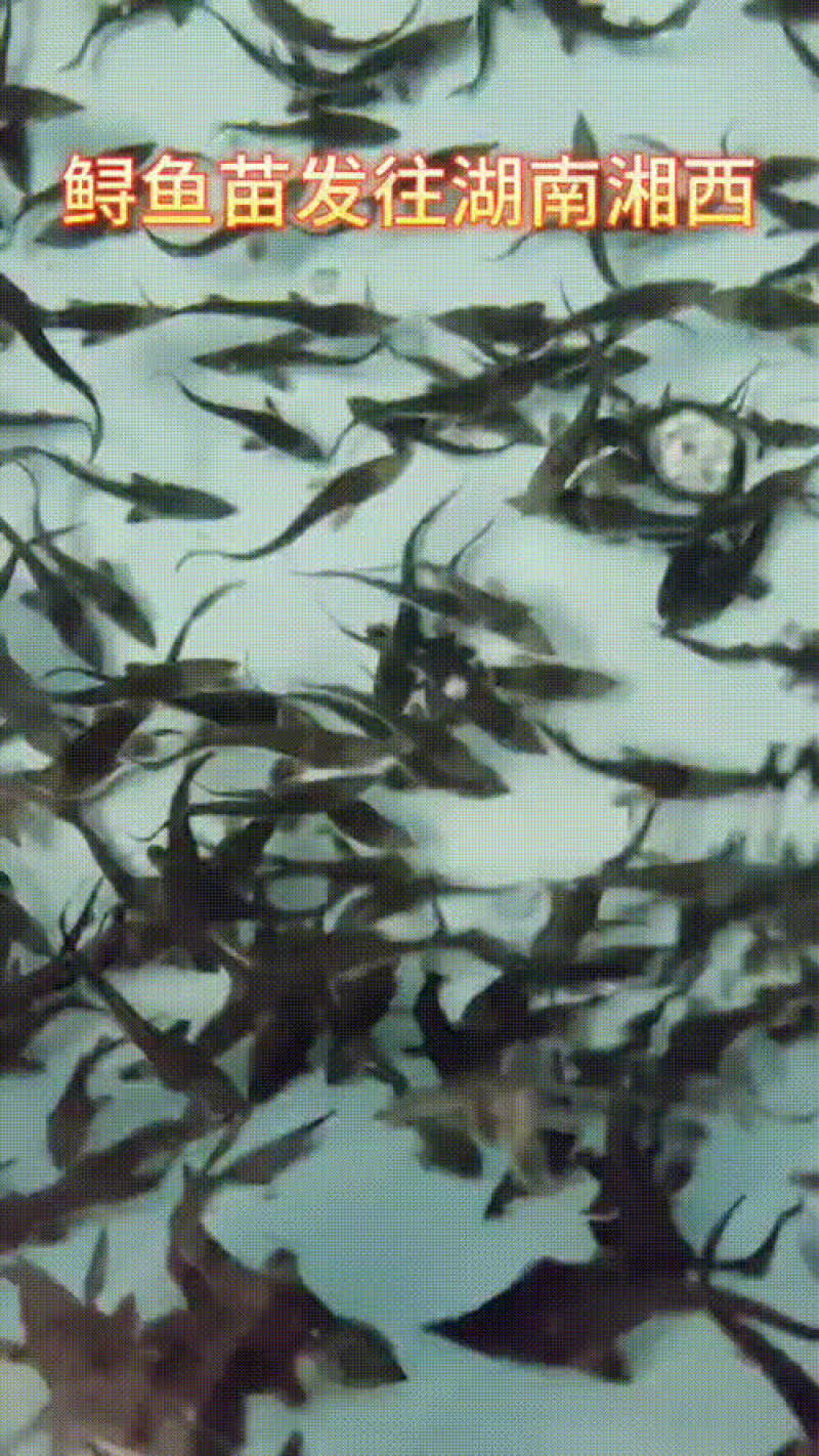 鲟鱼苗/杂交鲟鱼苗/西杂/大杂/十到二十公分/二十公分到