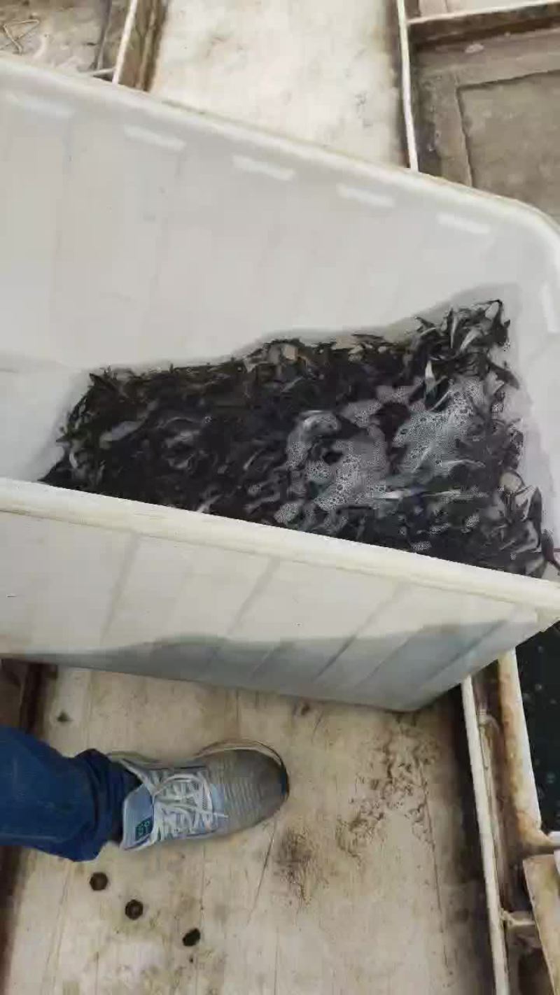 鲟鱼苗/杂交鲟鱼苗/西杂/大杂/十到二十公分/二十公分到