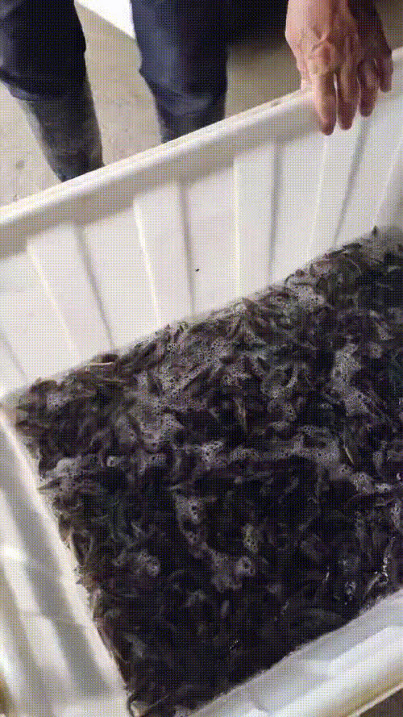 鲟鱼苗/杂交鲟鱼苗/西杂/大杂/十到二十公分/二十公分到
