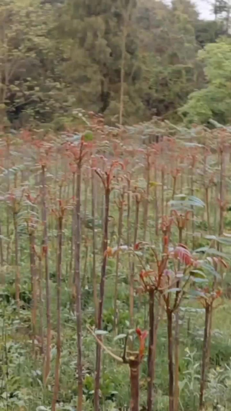红油香椿芽，红艳香脆，