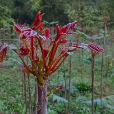 红油香椿芽，红艳香脆，