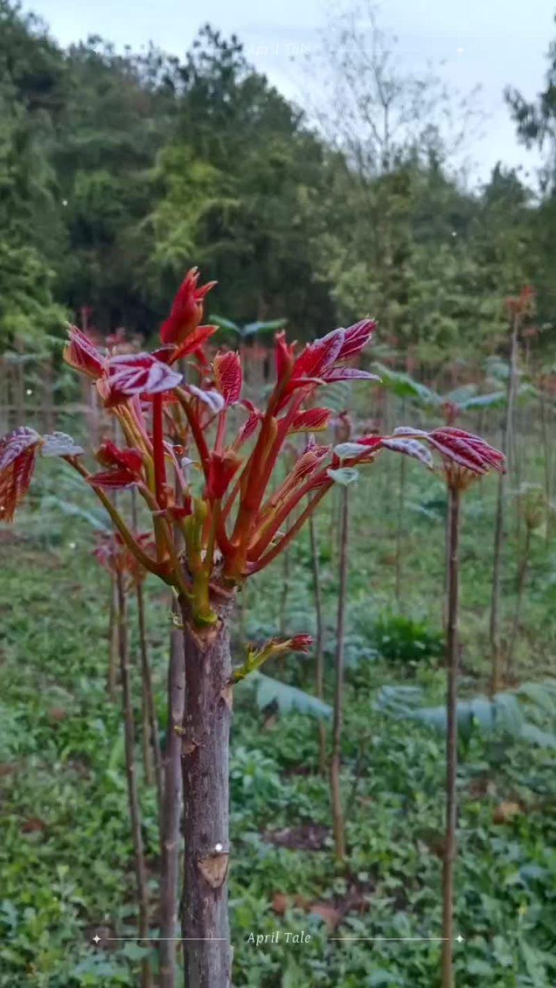 红油香椿芽，红艳香脆，