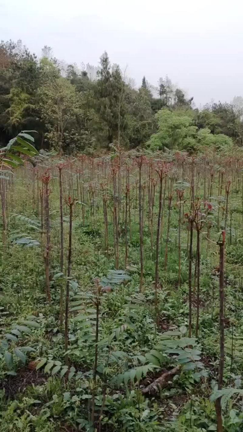 红油香椿芽，红艳香脆，