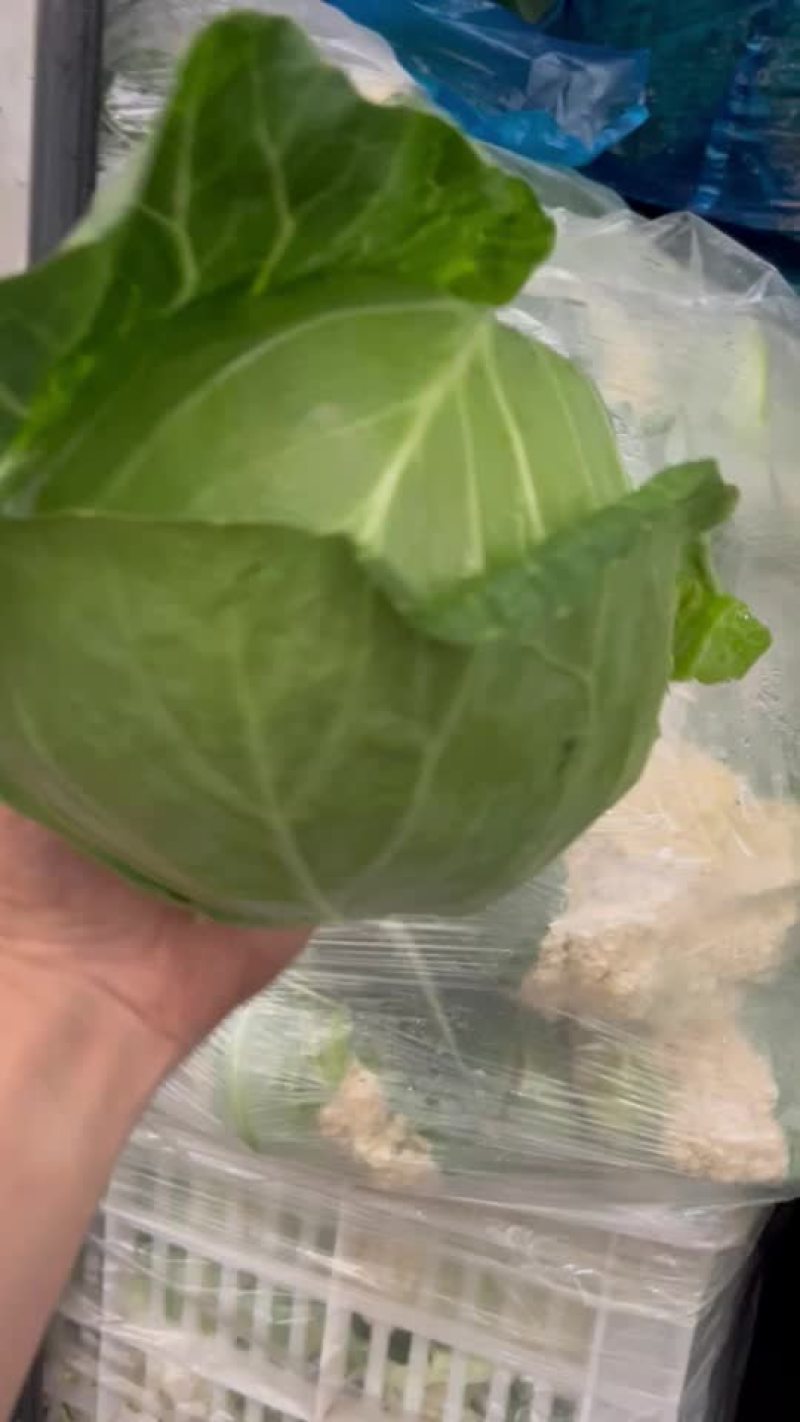 圆包菜