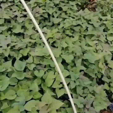 红薯苗