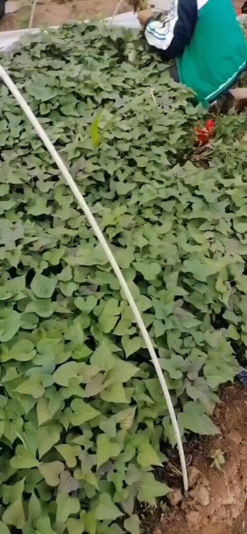 红薯苗
