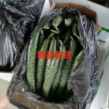 甘肃省白银市靖远县精品大刺黄瓜大量有货