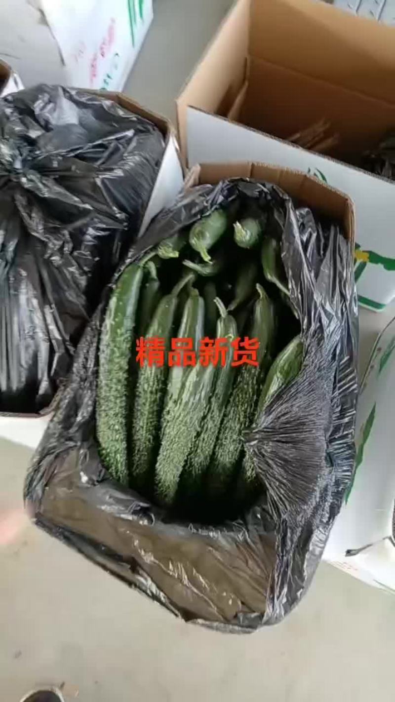 甘肃省白银市靖远县精品大刺黄瓜大量有货