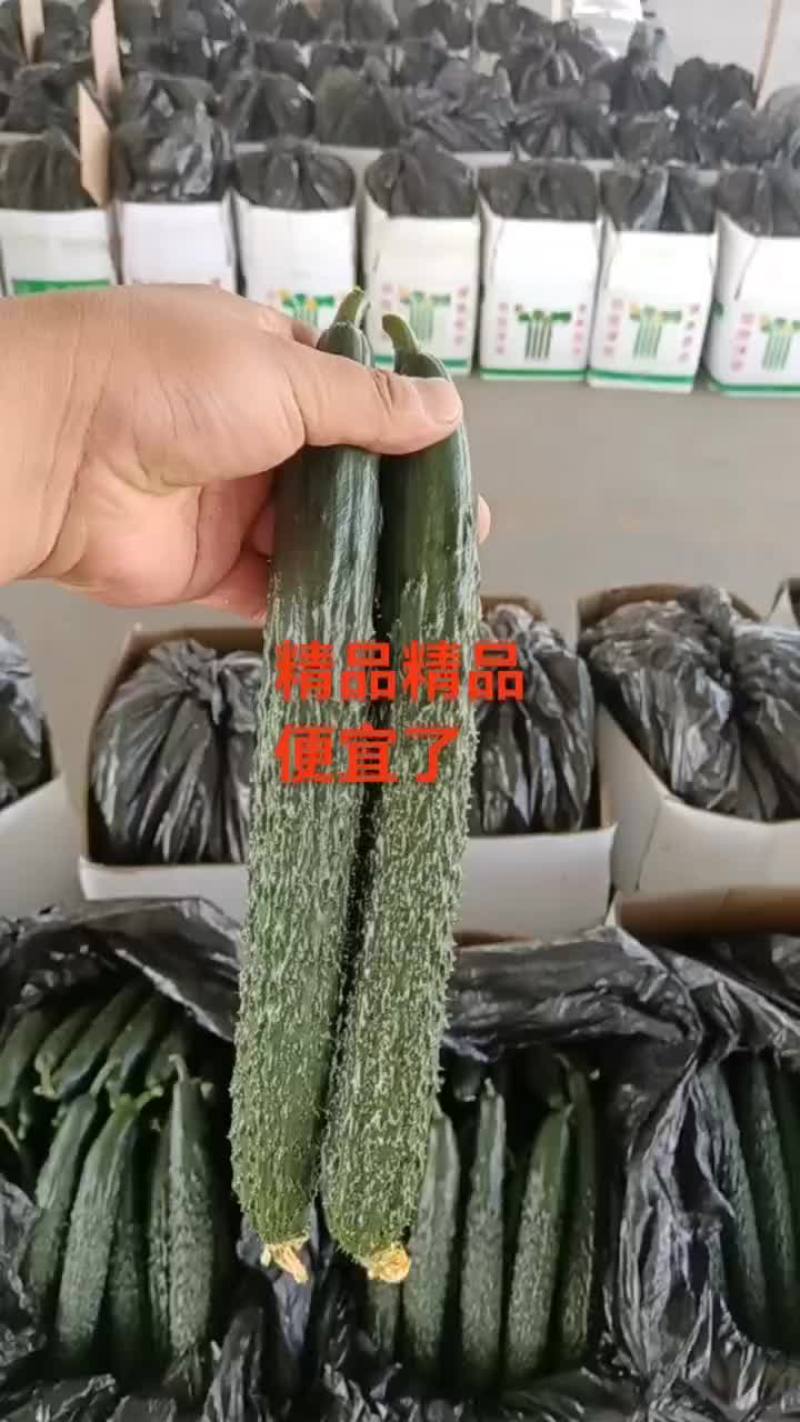 甘肃省白银市靖远县精品大刺黄瓜大量有货