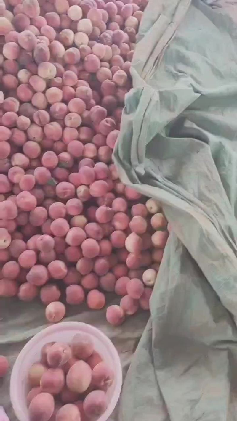 突围毛桃