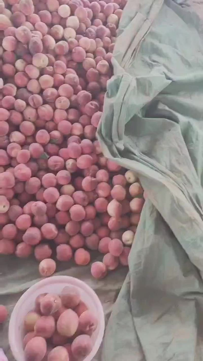突围毛桃