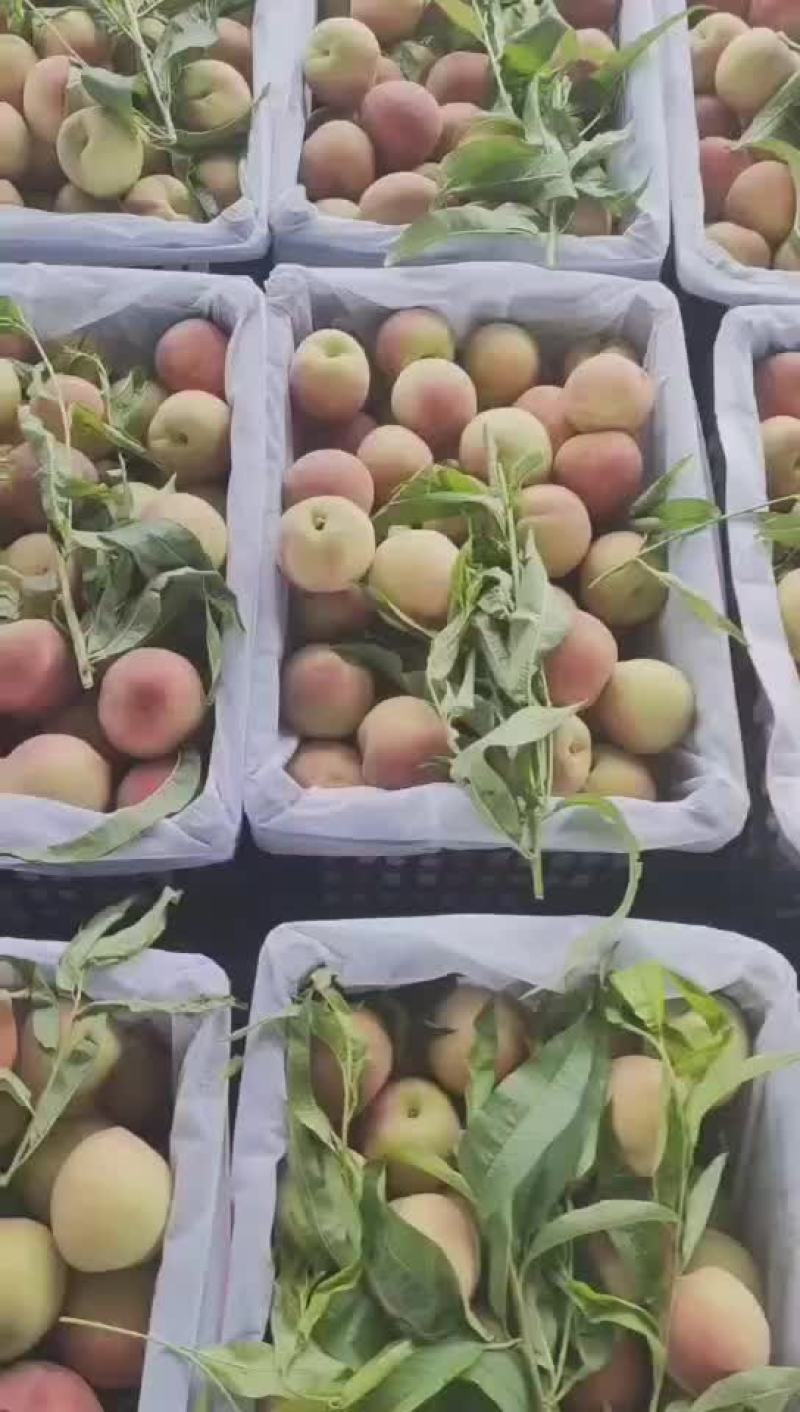 突围毛桃