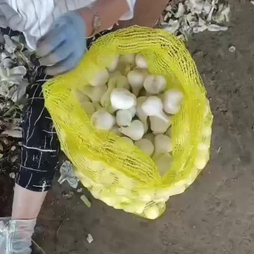 青蒜