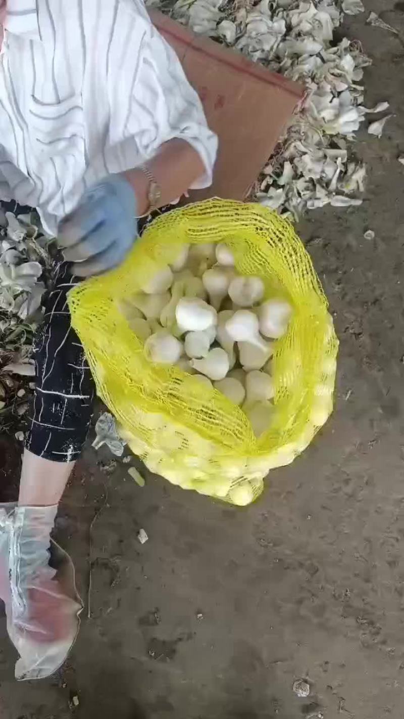 青蒜