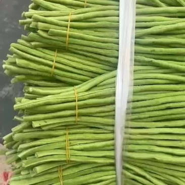 精品长豆角大量上市