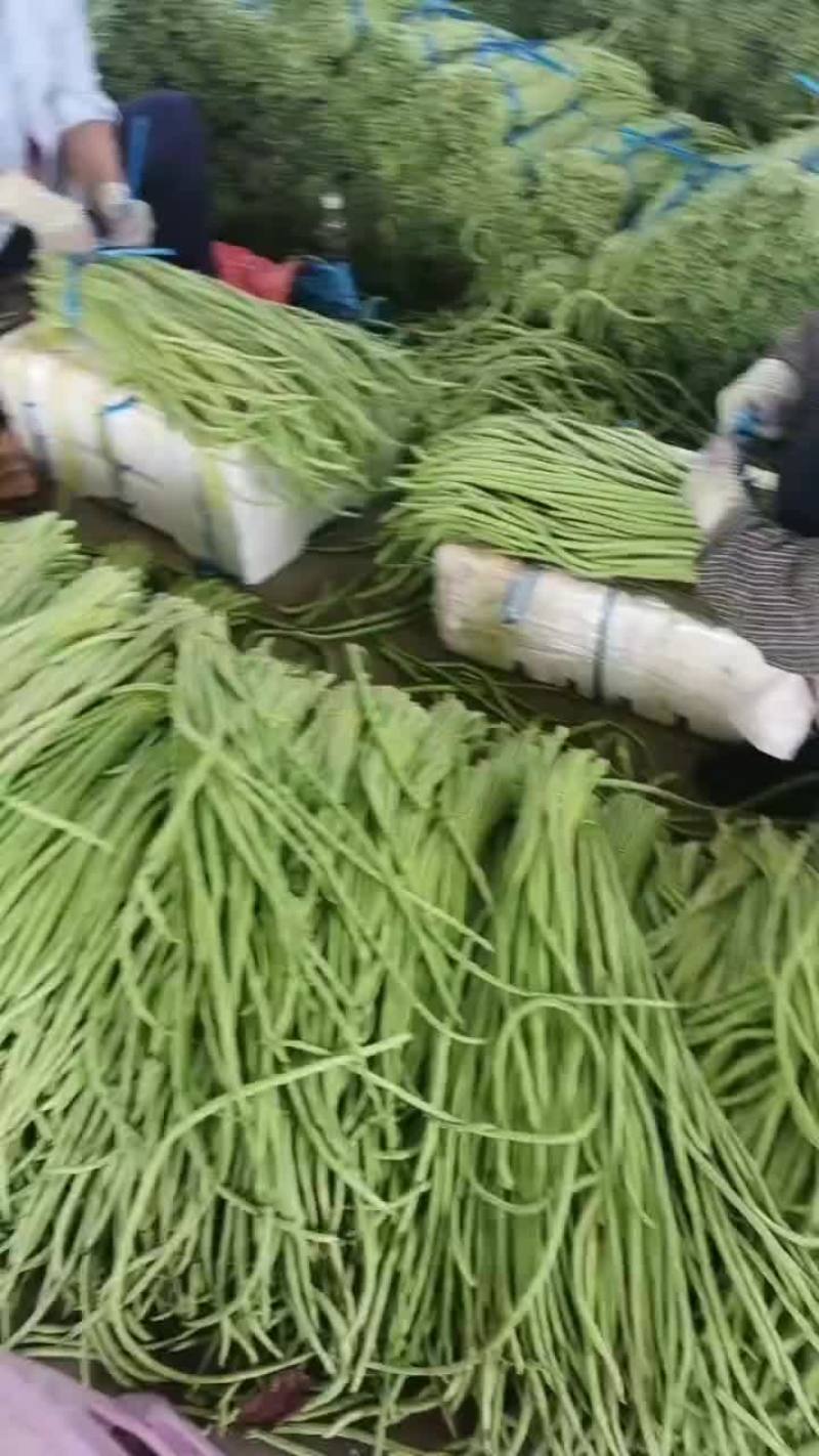 精品长豆角大量上市
