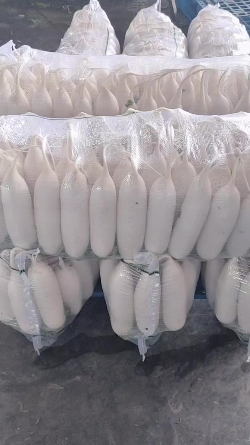 新鲜白萝卜，健康美味，直供农场，快来选购！