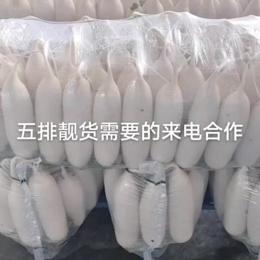 新鲜白萝卜，健康美味，直供农场，快来选购！