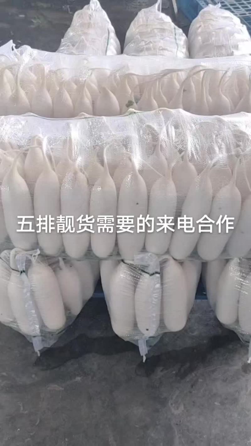 新鲜白萝卜，健康美味，直供农场，快来选购！