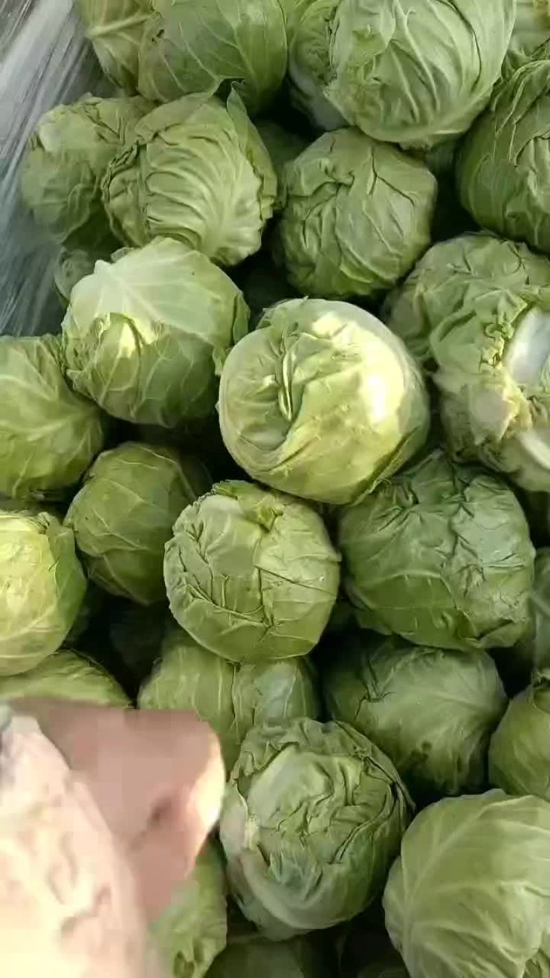 好甘蓝上市