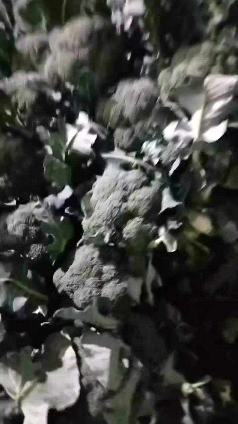 本镇西兰花已大量上市