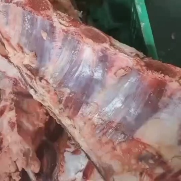牛胸骨