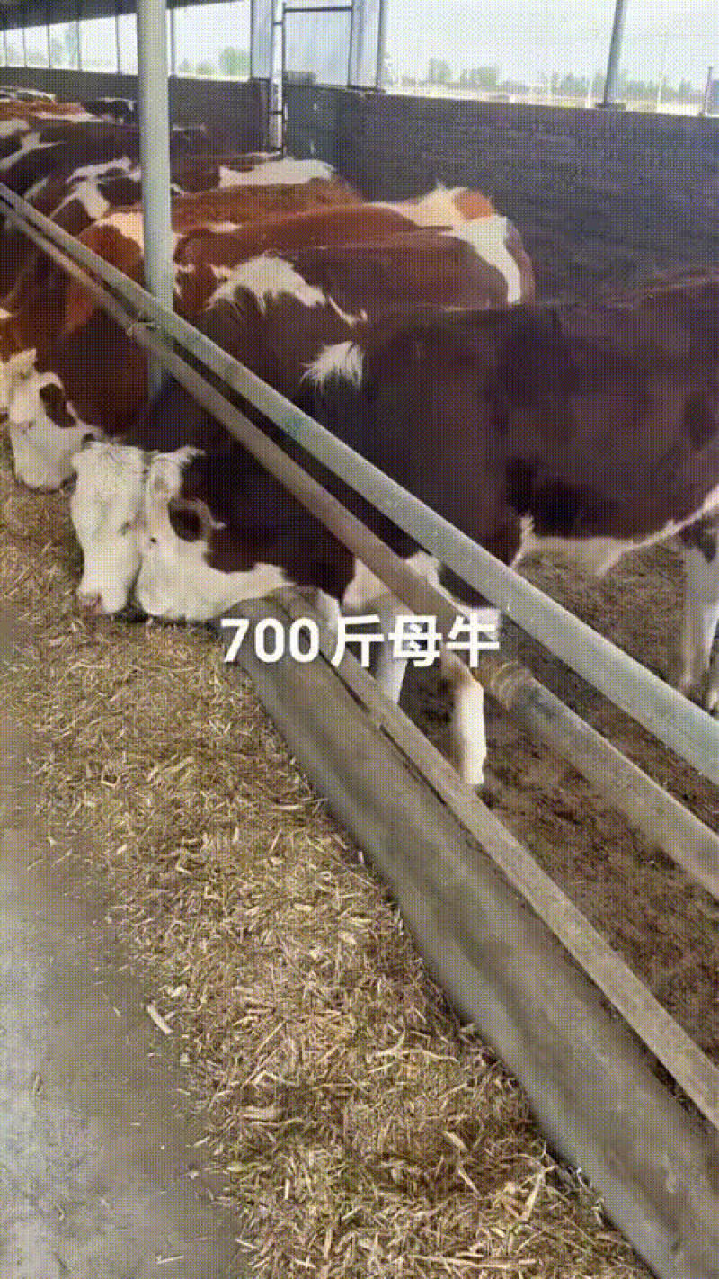 西门塔尔精品牛
