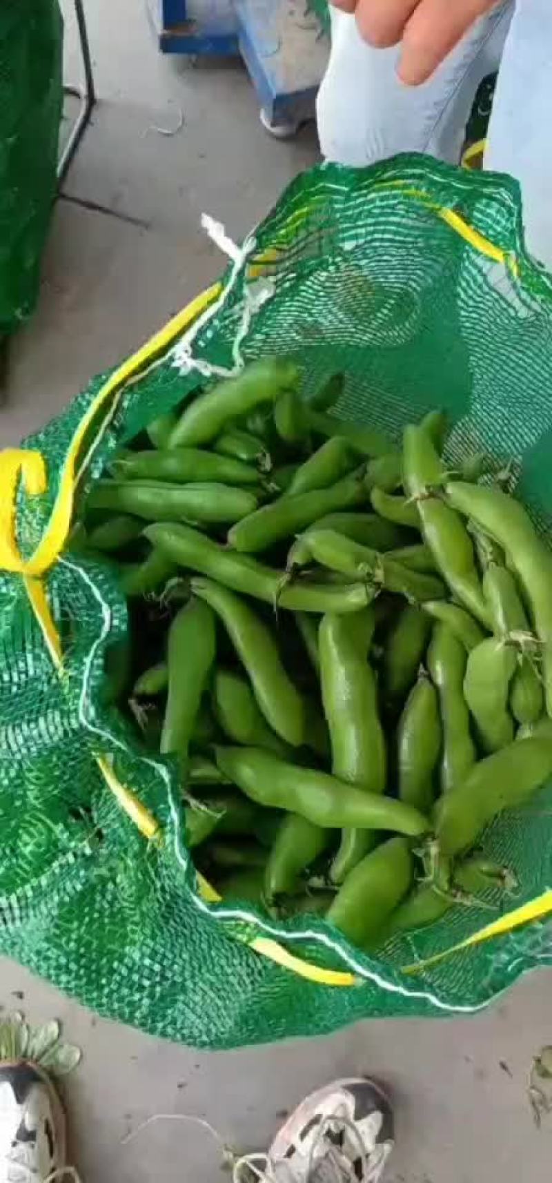 优质大蚕豆即将大量上市