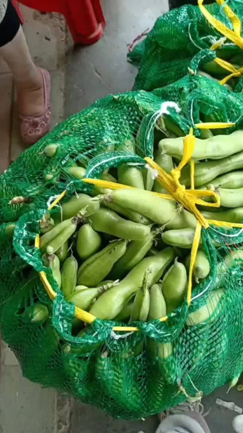 优质大蚕豆即将大量上市