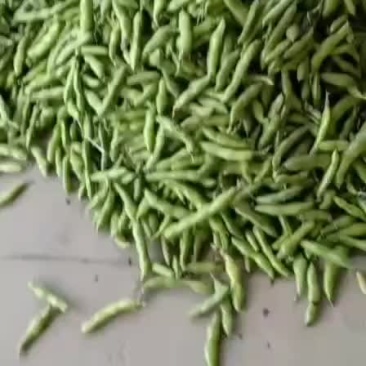 优质大蚕豆即将大量上市