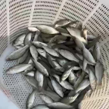 加州鲈鱼苗
