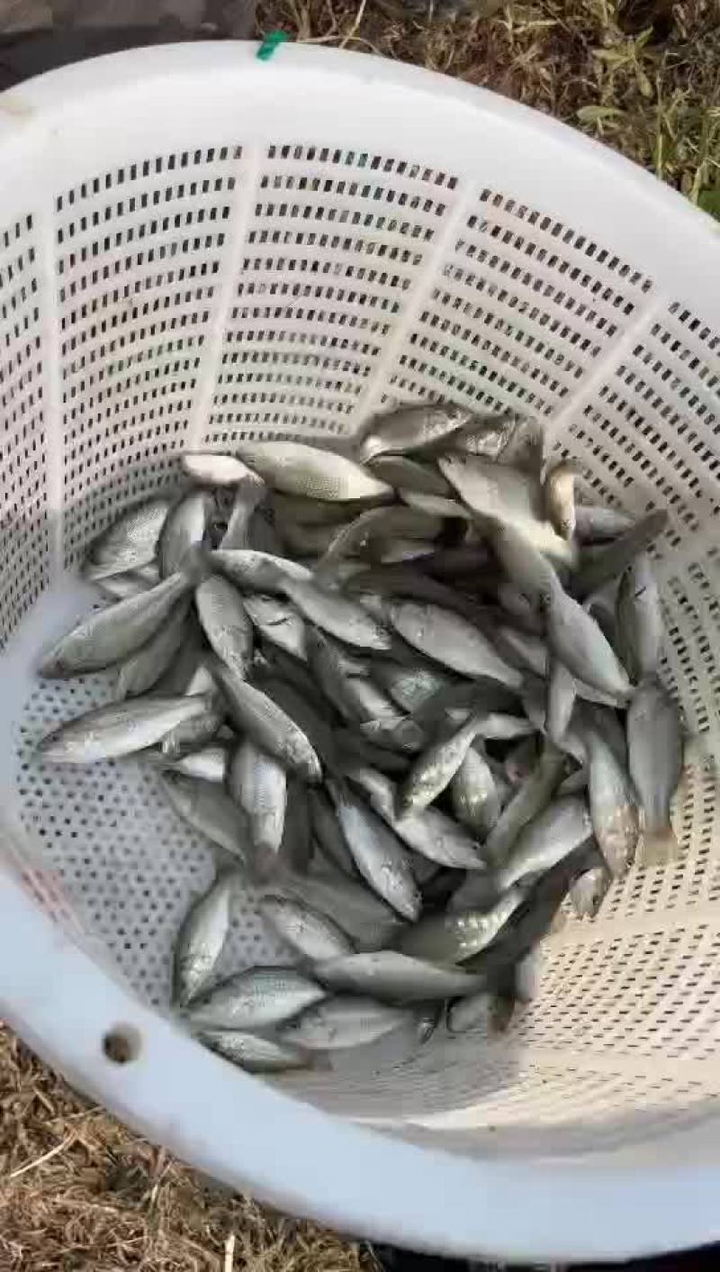 加州鲈鱼苗