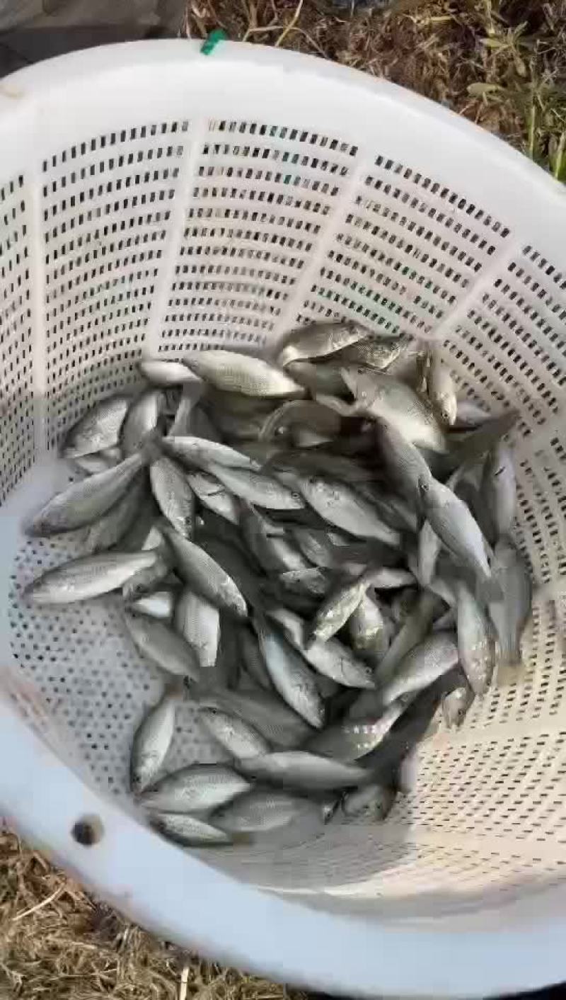 加州鲈鱼苗