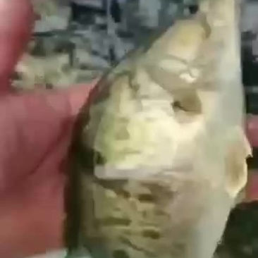 精品鳜鱼苗