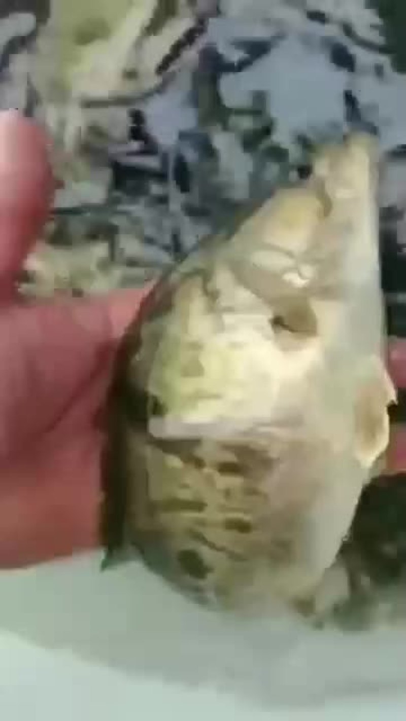精品鳜鱼苗