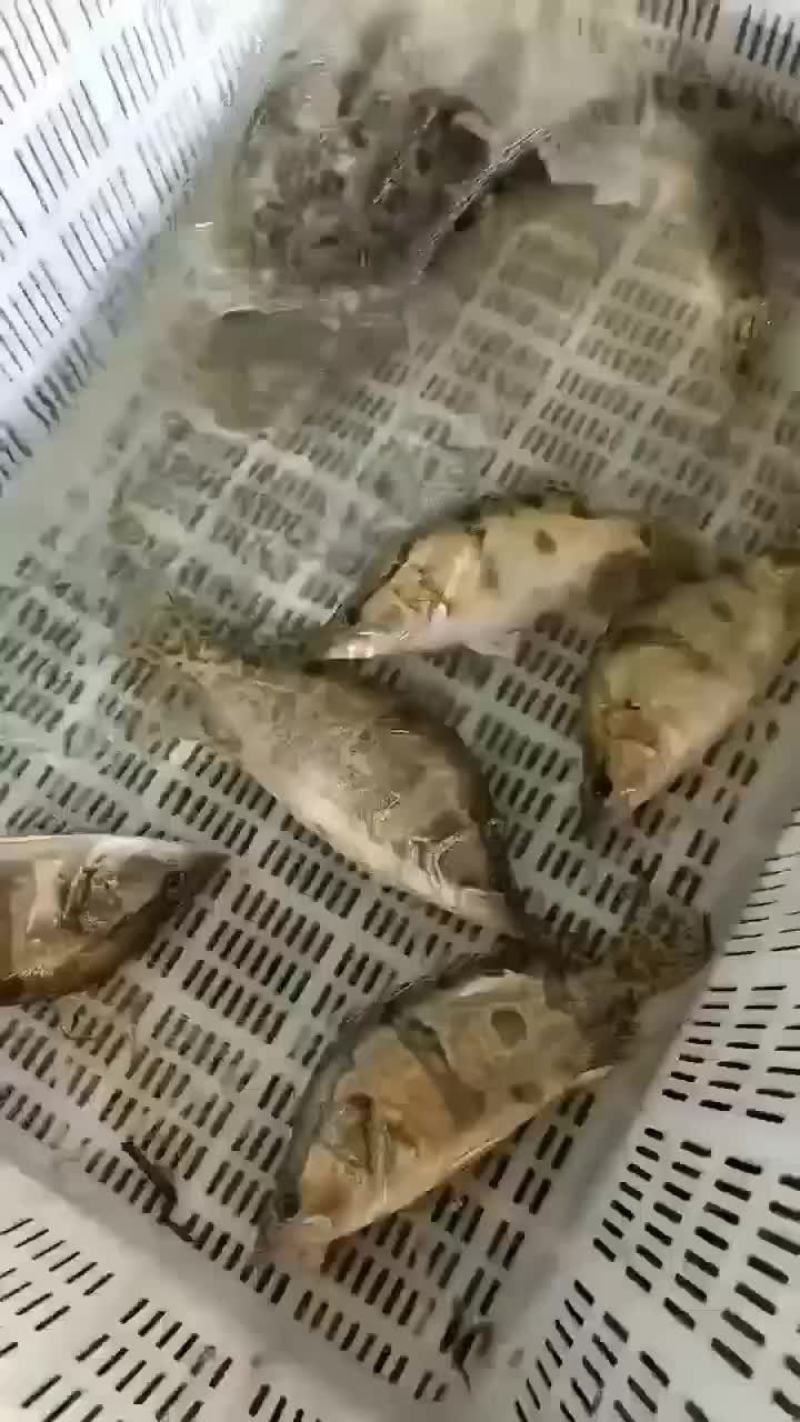精品鳜鱼苗