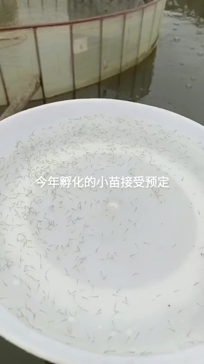精品鳜鱼苗
