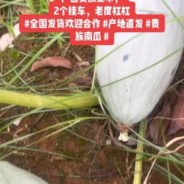 广西贵族南瓜