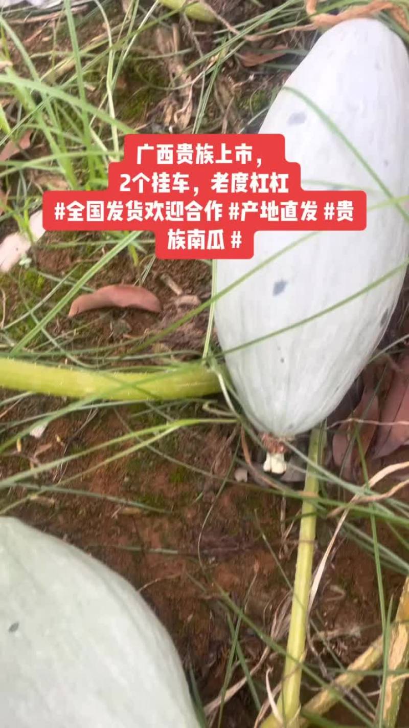 广西贵族南瓜