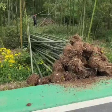 毛竹