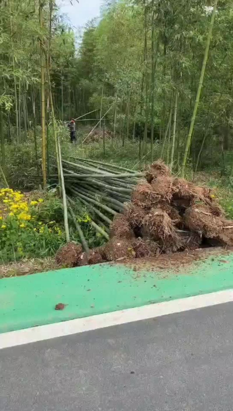 毛竹