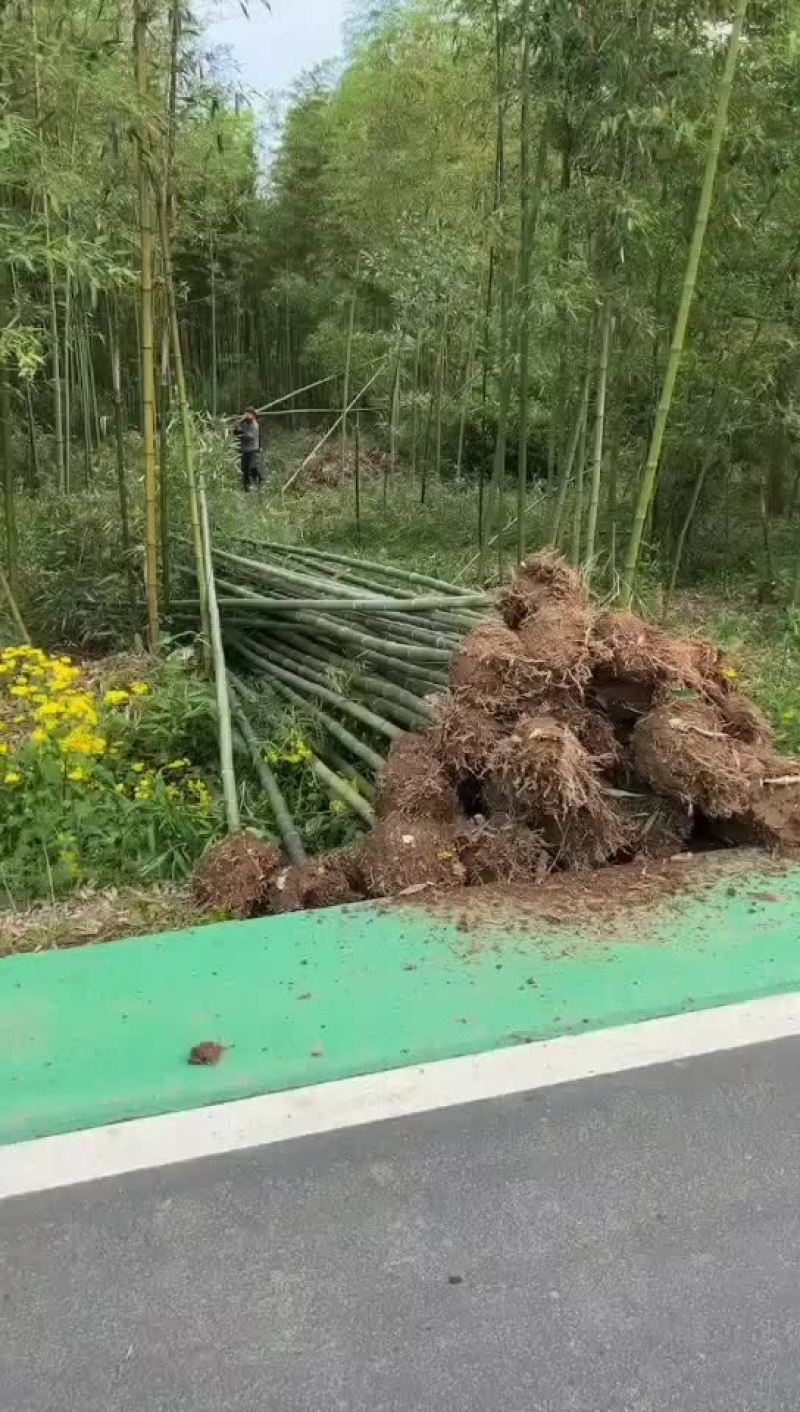 毛竹