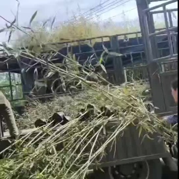 刚竹